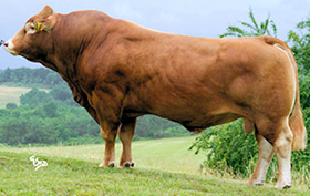 Limousine_BAVARDAGE