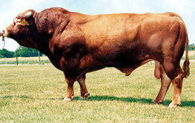 Limousine_NEOPHIN