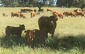 Vacas e crias na pastagem